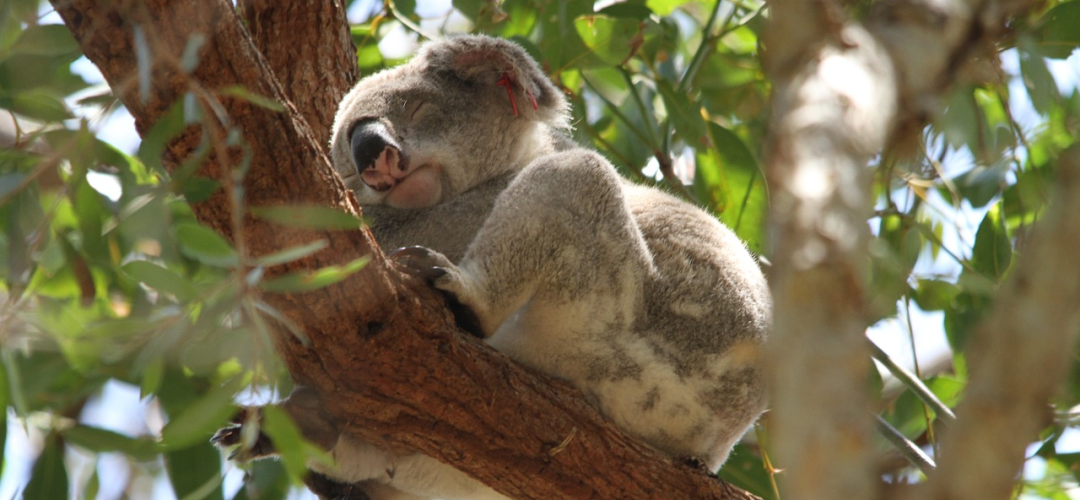 koala-185780_1080x500